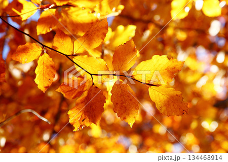 leaves 134468914