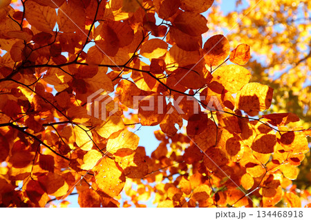 leaves 134468918