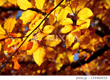 leaves leaves 134468919