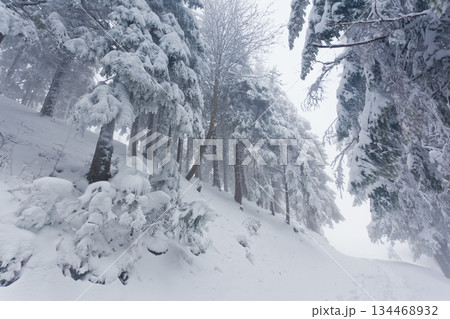 winter winter 134468932