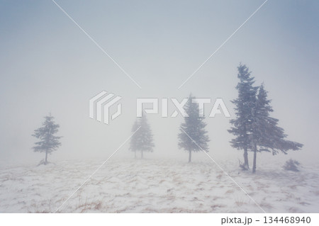 winter winter 134468940