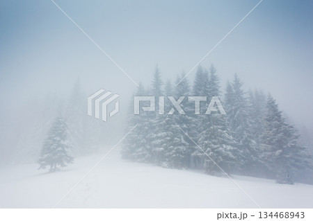winter 134468943