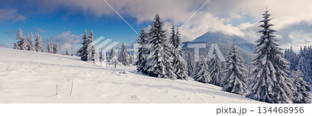 winter 134468956