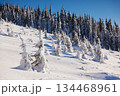winter 134468961