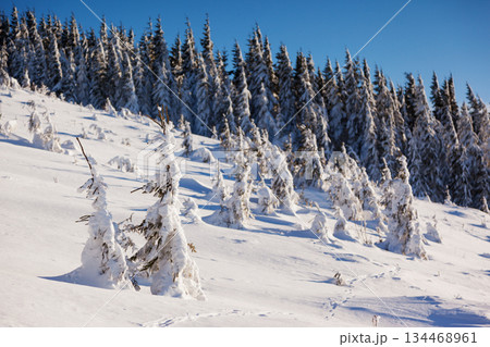 winter 134468961