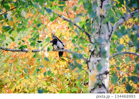Eurasian magpie perched on a white birch tree trunk with colorful autumn foliage in the background Eurasian magpie perched on a white birch tree trunk with colorful autumn foliage in the background 134468993