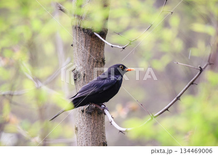 Male blackbird with a bright orange beak perching on a tree branch in a spring forest 134469006