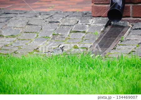 White wagtail walking on a mossy cobblestone pavement in search of food. Nature in the city White wagtail walking on a mossy cobblestone pavement in search of food. Nature in the city 134469007