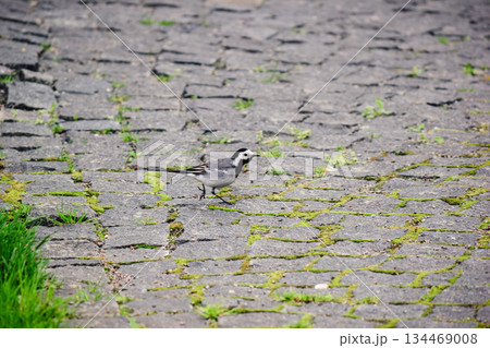 White wagtail walking on a mossy cobblestone pavement in search of food. Nature in the city 134469008