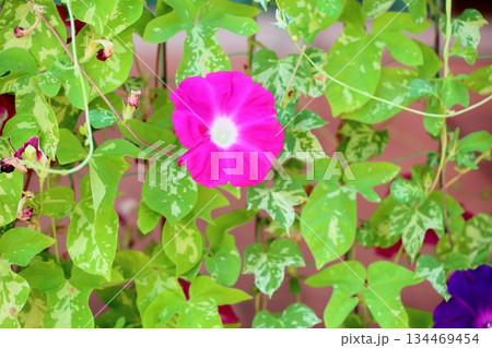 爽やか アサガオの花 爽やか アサガオの花 134469454