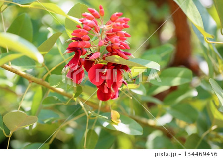 鮮やか アメリカデイゴの花 鮮やか アメリカデイゴの花 134469456