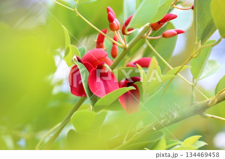 鮮やか アメリカデイゴの花 鮮やか アメリカデイゴの花 134469458