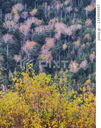 日光国立公園「菅沼」 日光国立公園「菅沼」 134469567