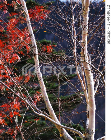 日光国立公園「菅沼」 日光国立公園「菅沼」 134469612