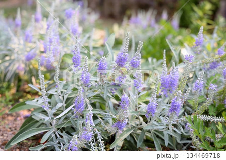 爽やか トウテイランの花 爽やか トウテイランの花 134469718