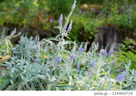爽やか トウテイランの花 爽やか トウテイランの花 134469719