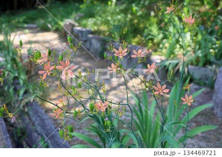 和風　風情　ヒオウギの花 134469721