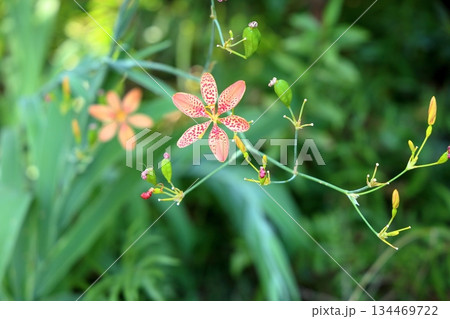 和風 風情 ヒオウギの花 和風 風情 ヒオウギの花 134469722
