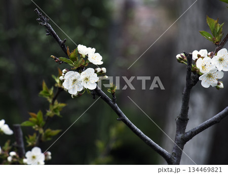 A cherry blossom branch in April against a dark background. Blurred background. Close-up. A cherry blossom branch in April against a dark background. Blurred background. Close-up. 134469821