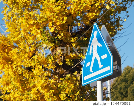横断歩道標識と黄葉したイチョウ 134470091