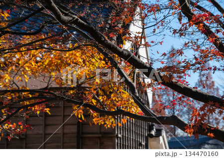 白壁ともみじ 134470160