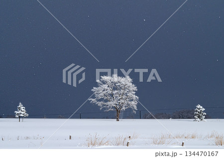 雪降る冬の丘雪原にぽつん1本の木 134470167