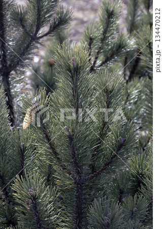 Branches of Pinus mugo Pumilio, or mountain pine, in the early spring sunlight. Close-up. Blurred background. 134470212