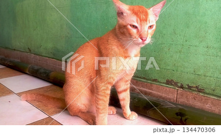 cute cat sitting on the floor cute cat sitting on the floor 134470306