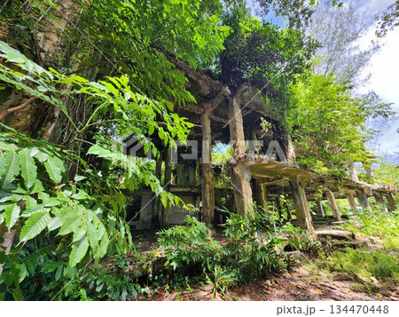 パラオ　ミクロネシア　南洋 134470448