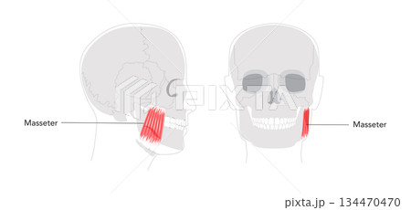 Masseter - Human chewing muscle shown in...のイラスト素材 [134470470] - PIXTA