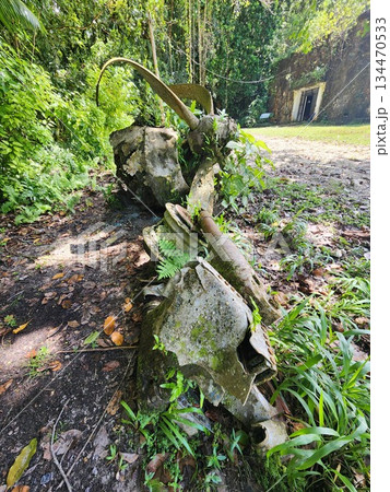 パラオ　ペリリュー島　南洋 134470533