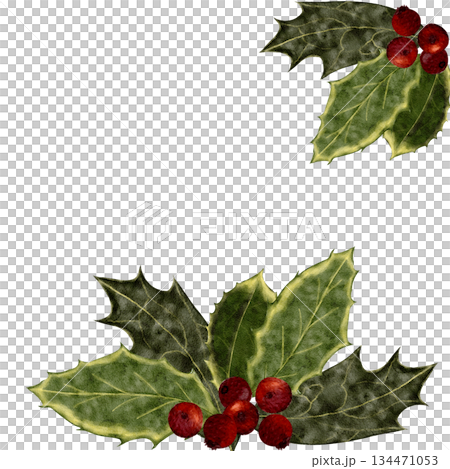 Holly branch with green leaves, red berries, watercolor frame isolated on white background. Christmas botanical element for winter decorations, holiday cards, packaging, invitations, seasonal design Holly branch with green leaves, red berries, watercolor frame isolated on white background. Christmas botanical element for winter decorations, holiday cards, packaging, invitations, seasonal design 134471053