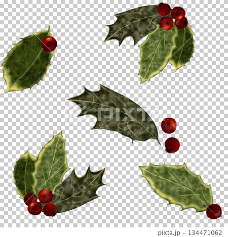 Holly leaves and red berries watercolor seamless pattern. Elegant winter botanicals in traditional Christmas colors, perfect for wrapping paper, textiles, stationery, packaging, and festive seasonal 134471062