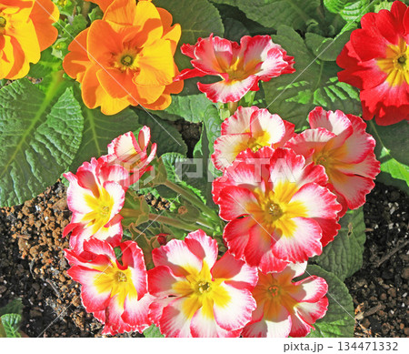 プリモラ・ポリアンサ　草花　花 134471332