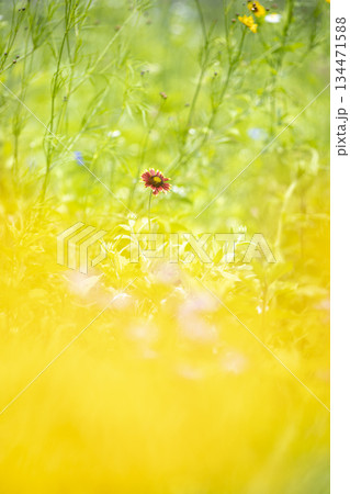 花畑に咲くテンニンギク 134471588