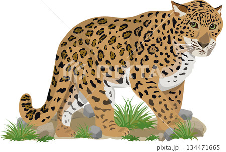 ヒョウ　背景付き 134471665