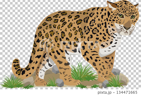 ヒョウ　背景付き 134471665