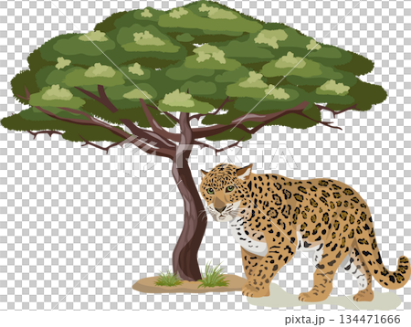 アカシアの木とヒョウ アカシアの木とヒョウ 134471666