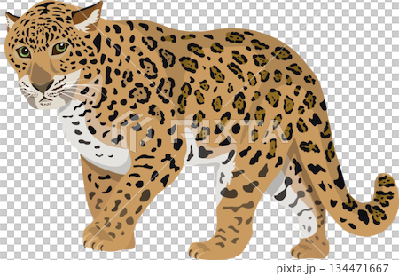 ヒョウ 134471667