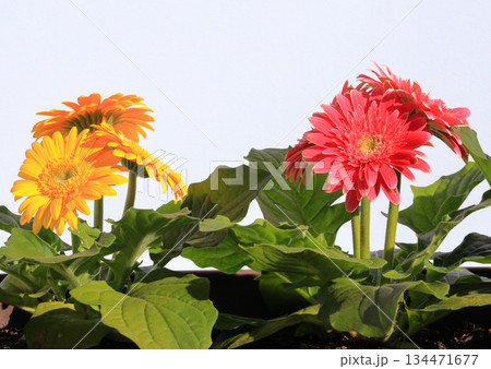 ミニガーベラ　花　草花　園芸 134471677