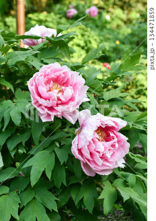 ボタン「向原」Peony 134471859