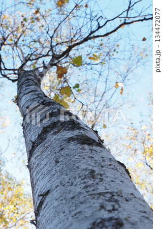 白樺の木を見上げる 134472077