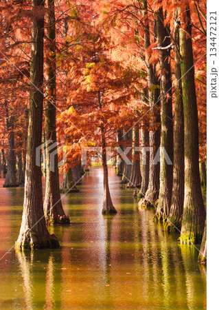 発光性 光物 ルミナス 134472121