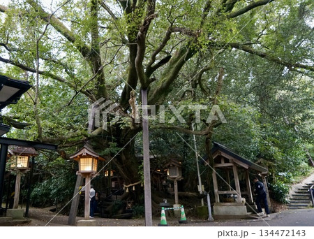 八大龍王水神の御神木 134472143