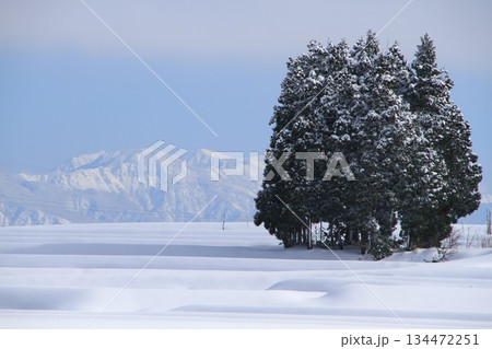 雪原 雪原 134472251