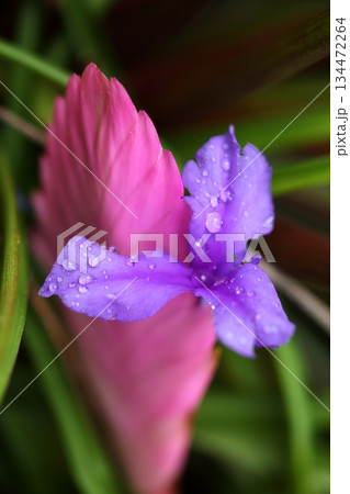 ハナアナナスの花と雨雫 134472264