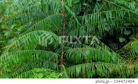 Young Rattan Plant with Sharp Spines on Stem, Tropical Spiky Palm Species in Mangrove Forest Margin 134472404