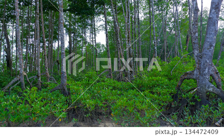 Lush Green Mangrove Forest with Large Prop Roots and Young Seedlings 134472409