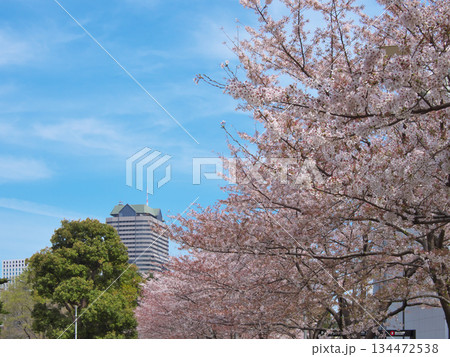 桜咲く東京ミッドタウン六本木の春 都市景観(2022年4月) 桜咲く東京ミッドタウン六本木の春 都市景観(2022年4月) 134472538