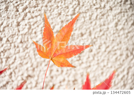 紅葉 134472605